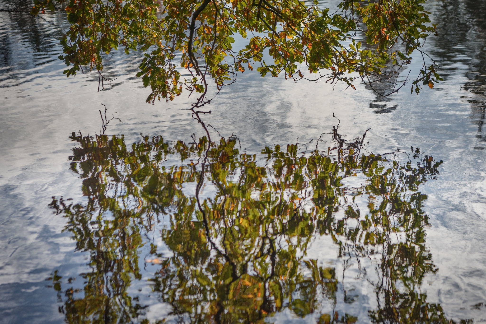 Herfst   4